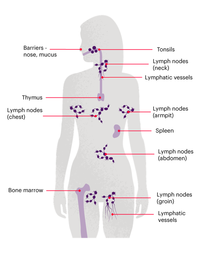 Diagram showing lymph nodes, bone marrow and lymphatic vessels