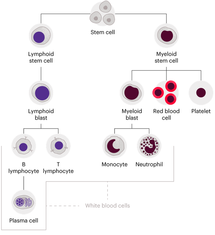 A diagram showing all of the different blood cells in your body.
