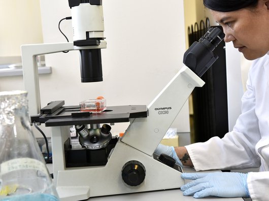 Researcher in a lab looking at samples through a microscope.