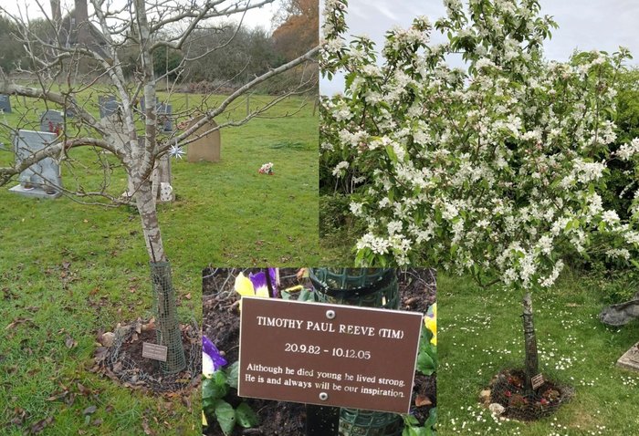 Tim's memorial tree
