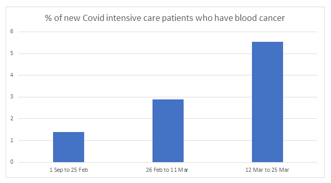 A bar graph showing the dates and percentages of Covid intensive care patients who have blood cancer.