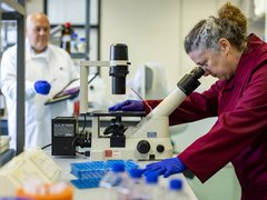 A woman in a laboratory looking at a sample through a microscope