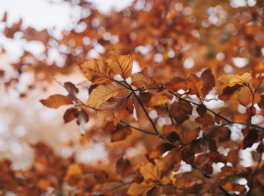 A close of tree branches filled with autumnal, brown, leaves