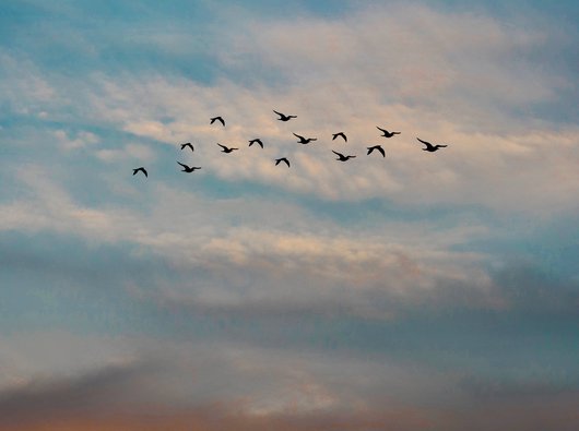 A flock of birds flying in the cloud filled sky