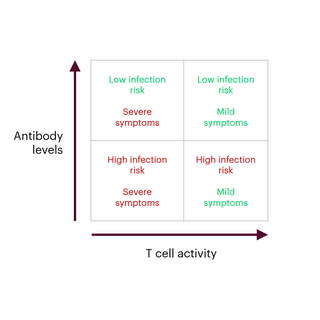 As antibody levels increase, your protection from infection increases. As T cell activity increases, your protection from severe disease increases. If you have high antibody levels and high T cell activity, you are protected from both infection and severe disease. If you have low antibody levels and low T cell activity, you are more at risk of infection and severe disease. If you have high antibody levels but low T cell activity, you are more protected against infection, but if you do get infection, you are at higher risk of severe disease. If you have high T cell activity but low antibody levels, you are more likely to catch covid, but you are more protected against severe disease from covid.