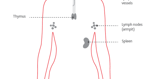 A lymph nodes body diagram